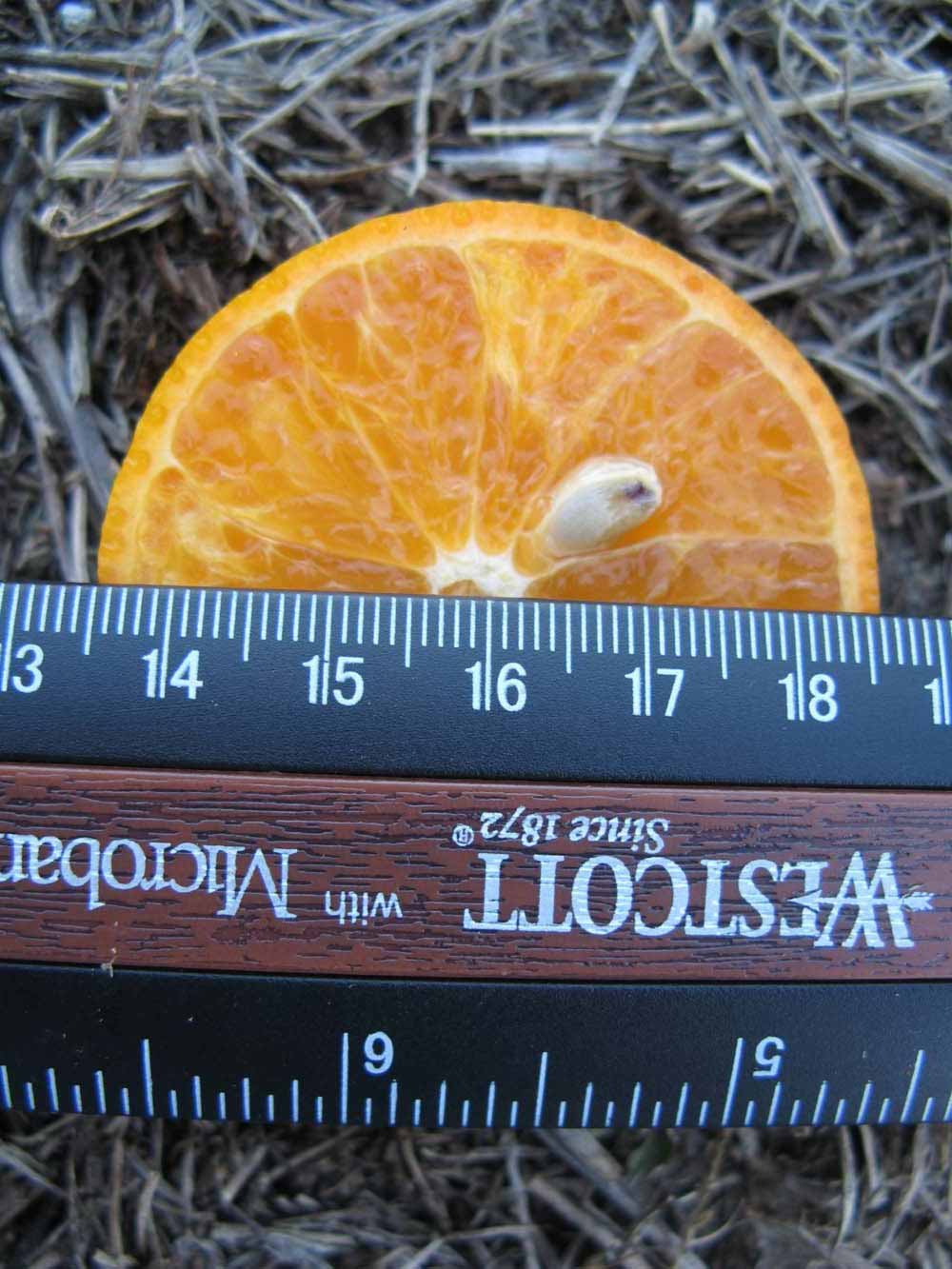            Fruit cross-section (Winter Haven, FL)   